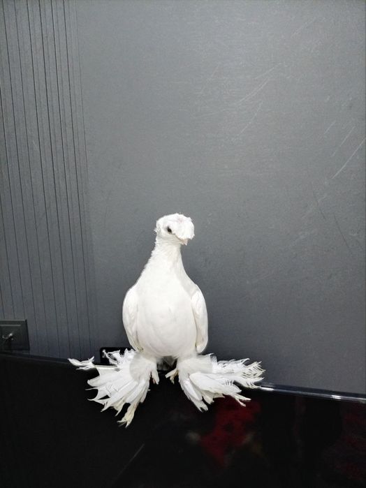 Oq dvuxchubila  sotiladi