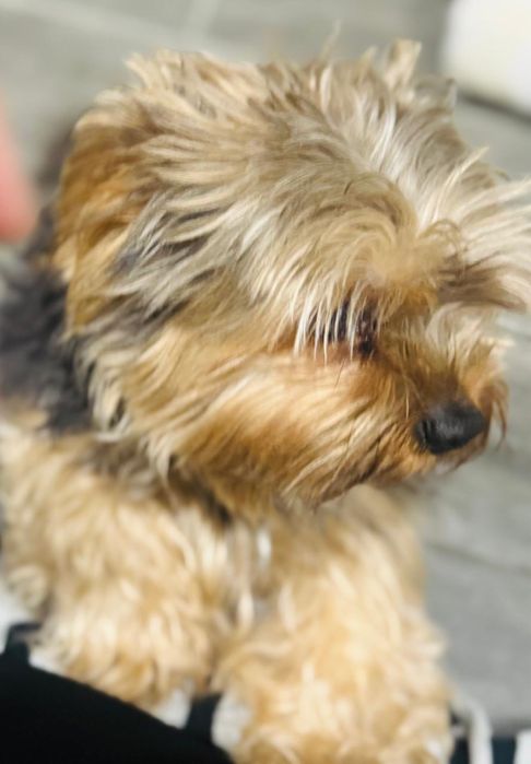 Малыш  Йоркширский терьерчик продам за 60 000