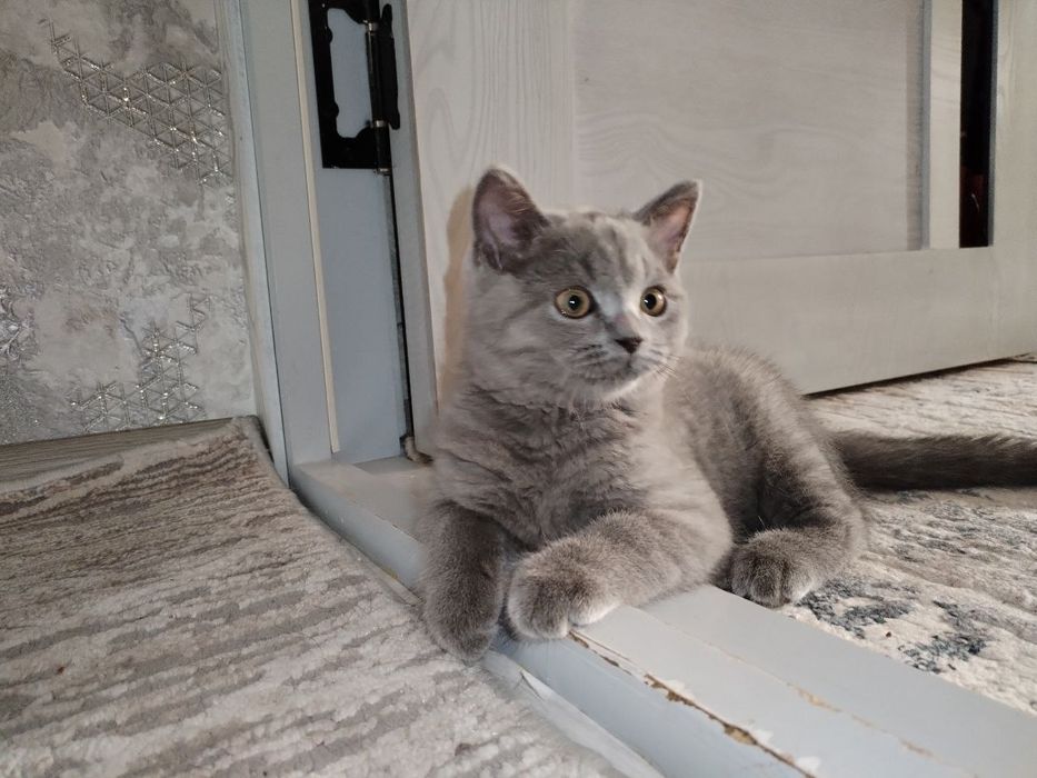 Скоттиш страйт угил