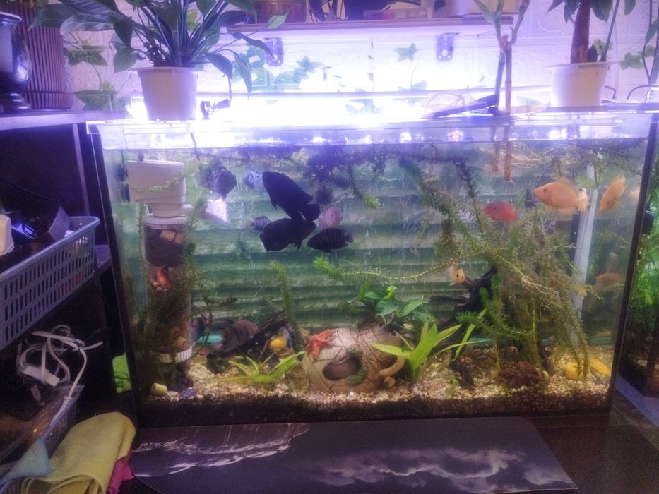 Продам пару астранотусов