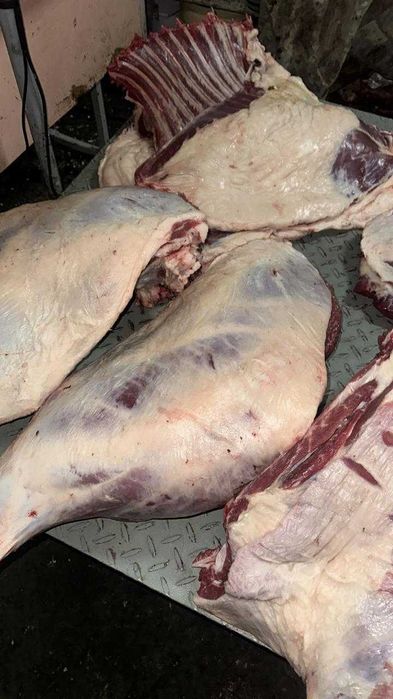 Соғым мясо Конина