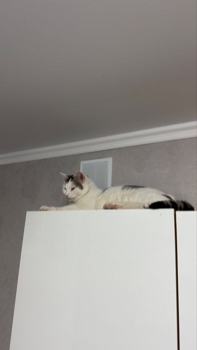 Отдам кота в частный дом