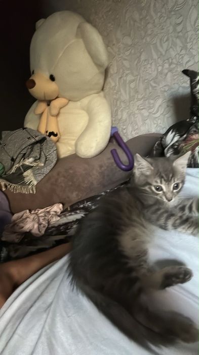 Кот 5 недель латок знает