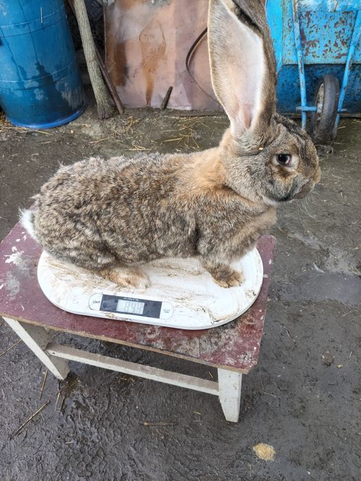 Disponibil mascul și femele de uriaș german