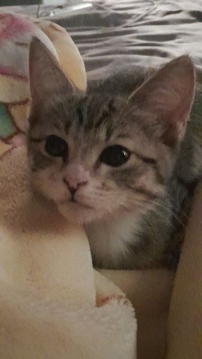 Отдам котенка в добрые руки!
