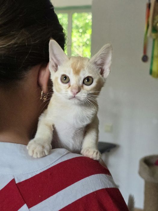 Котята Европейской бурмы 3 месяца
