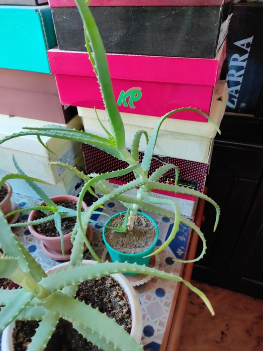 Продам цветок Алоэ