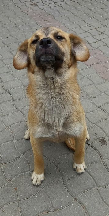 СРОЧНО отдам собаку