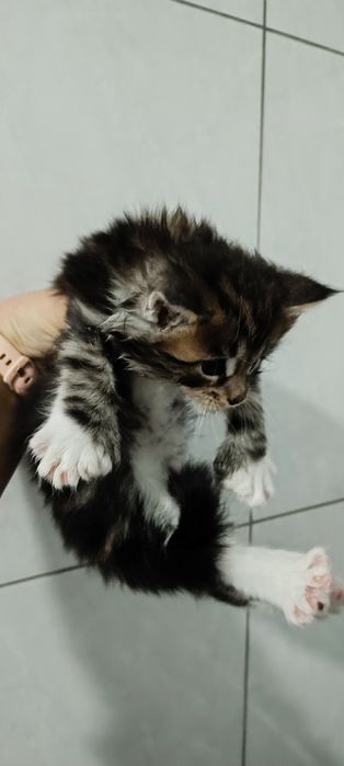 Котята мейкунчики