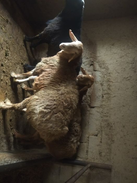 Арашан ва Эдильбай кучкорлар