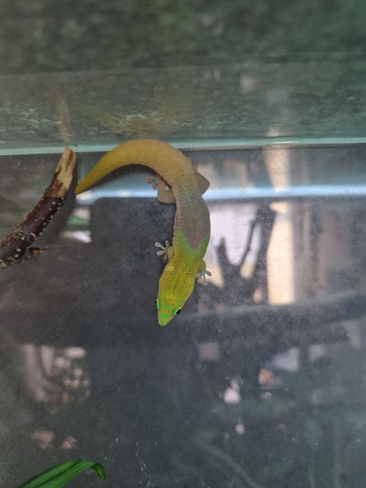 Vand pereche Phelsuma Laticauda