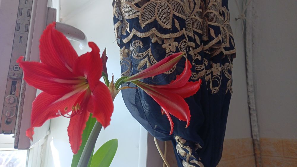 Продам цветущий гиппеаструм