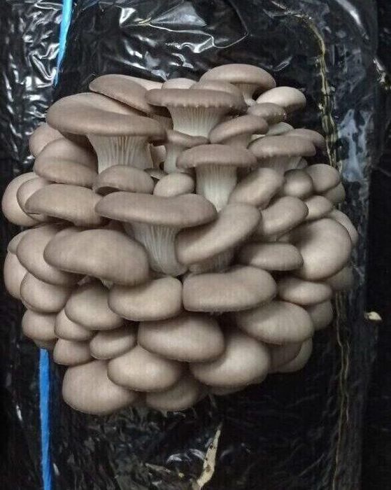 Свежие вешенки ЭЧП ( грибы)