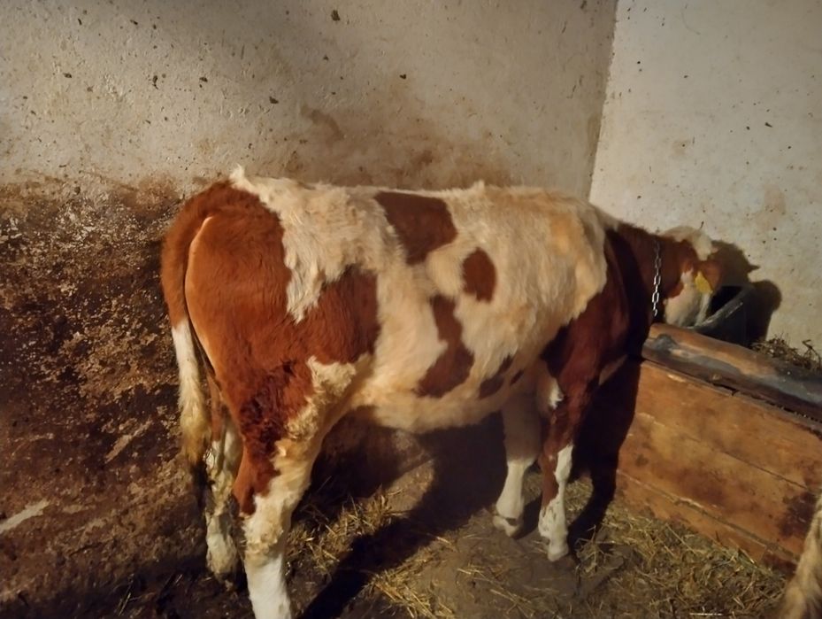 Vând vițea de 7 luni