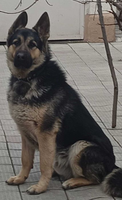 Щенки восточно-европейской овчарки.