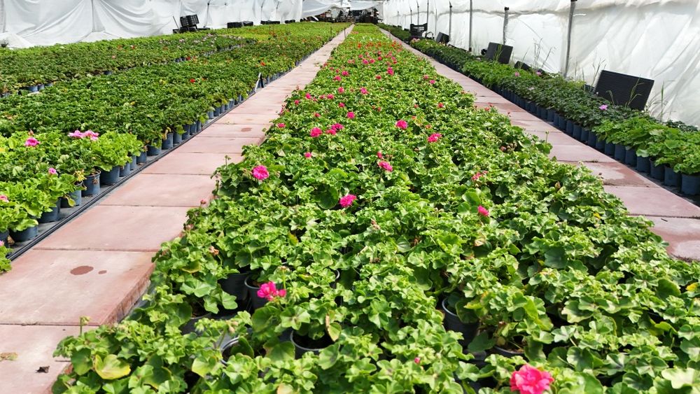 Muscate / Pelargonium Zonale , Curgatoare ,Peltatum , Tiroleze