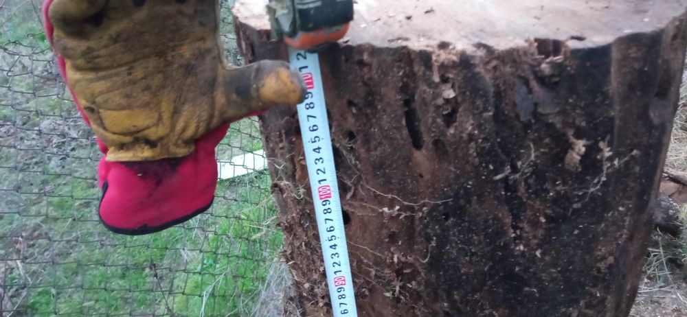 Орех и шайби от ореха