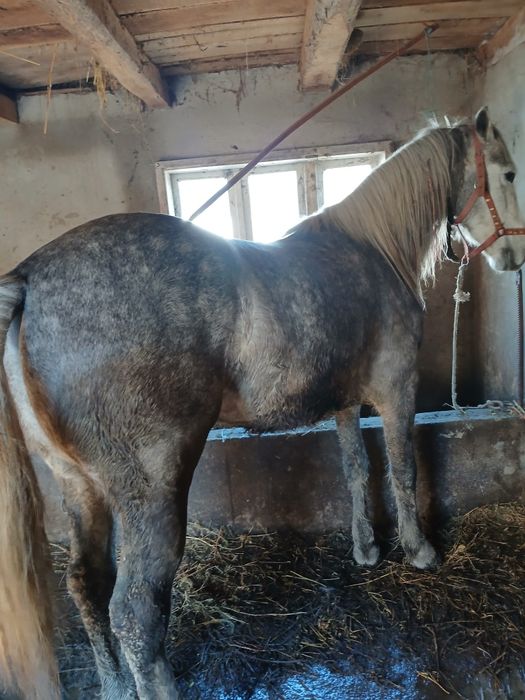 De vânzare cal castrat