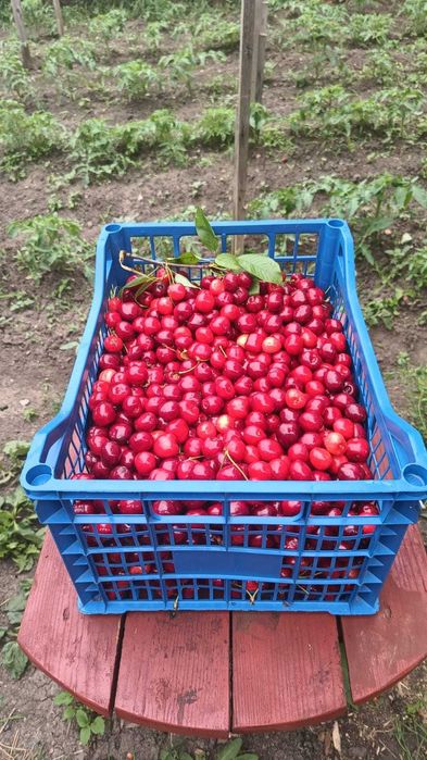 cirese culese azi 6 iunie 15 ron kg am o ladita 0771640212