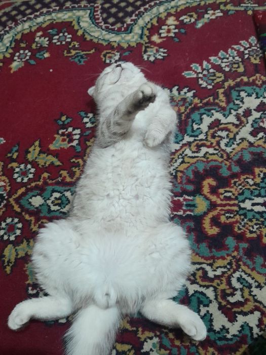 Скотишфолд ўғилбола 7 ойли тоза қон жуда чиройли мушук сотилади