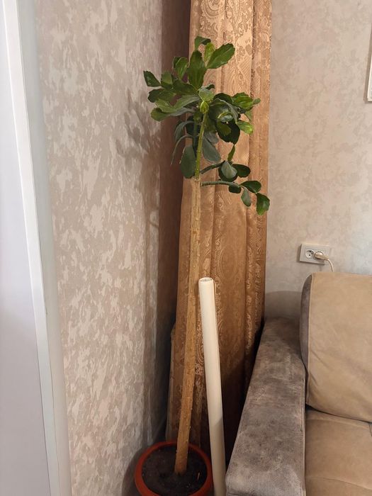 Цветы комнотные.