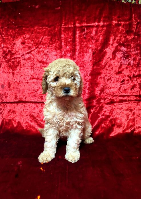 Продаются малый пудель