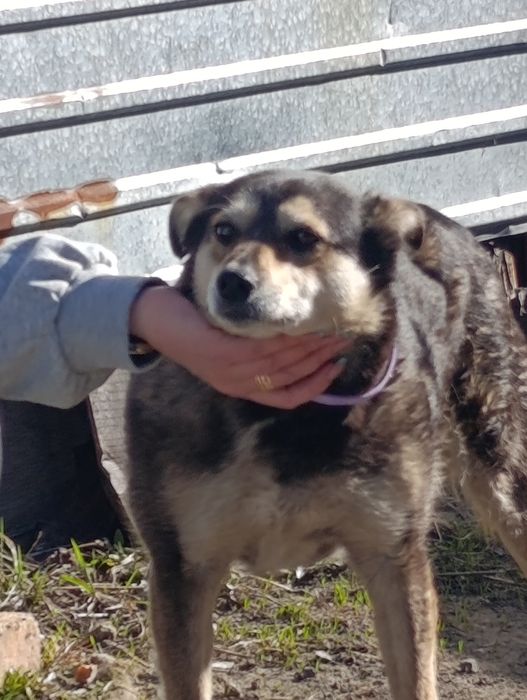 Ищет дом стерильная девочка.