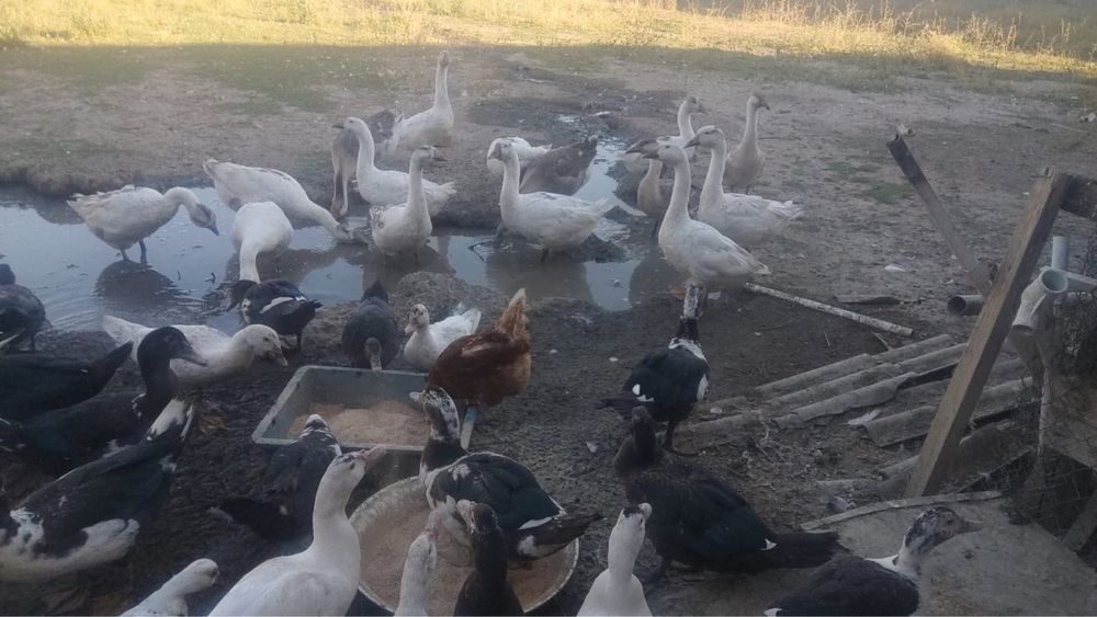 Гуси,Индаутки,Утки