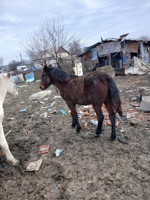 Vand iapa buna de ham bun de caruta sati faci treaba cu ea