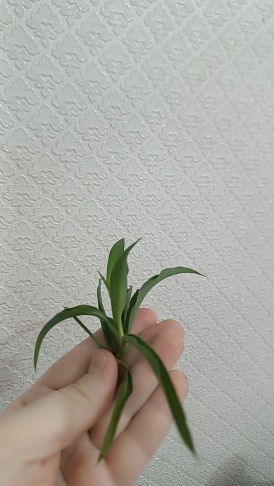 Хлорофитум (детки)