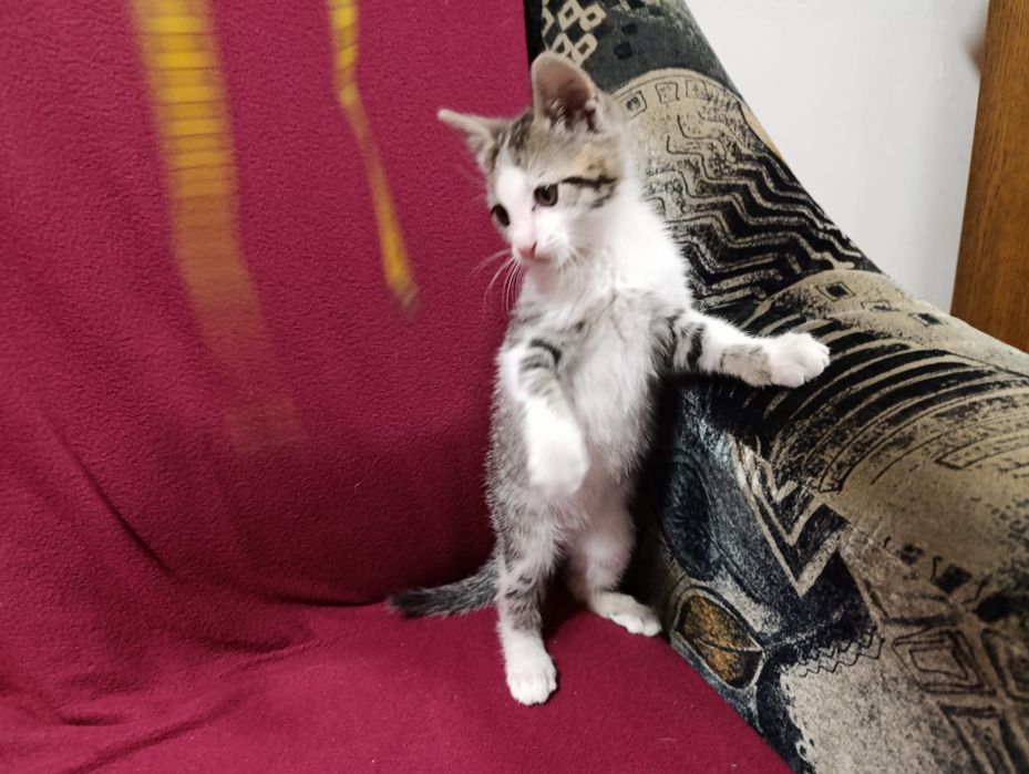 Motănel spre adopție