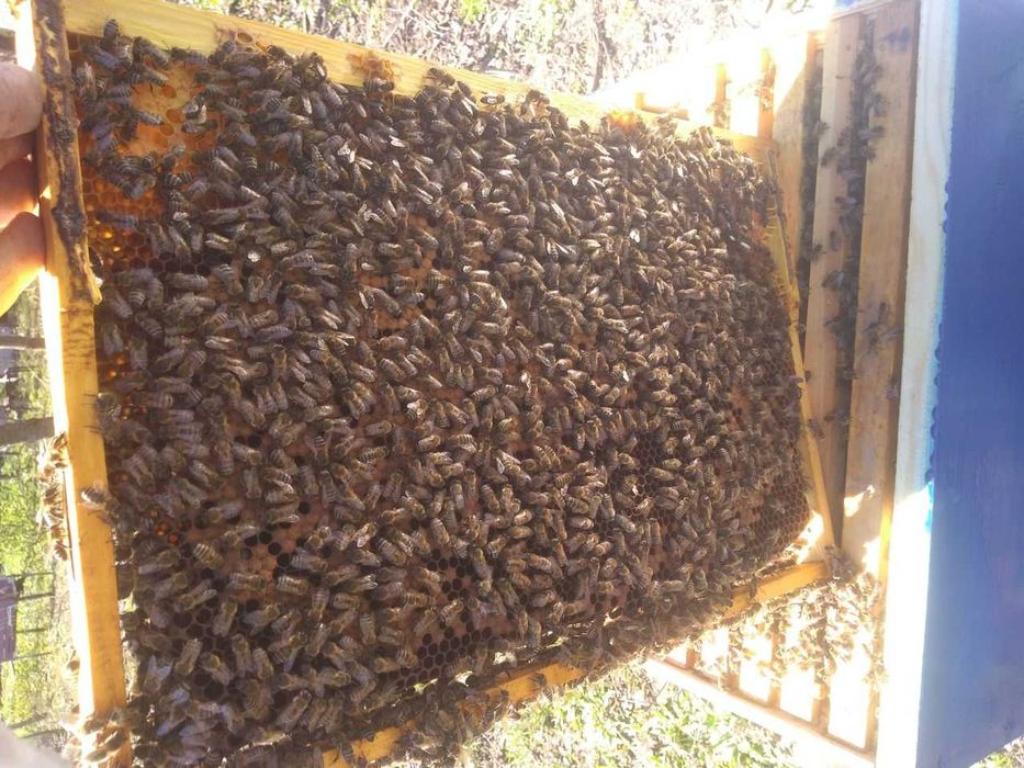 Vând familii de albine cu sau fara lazi