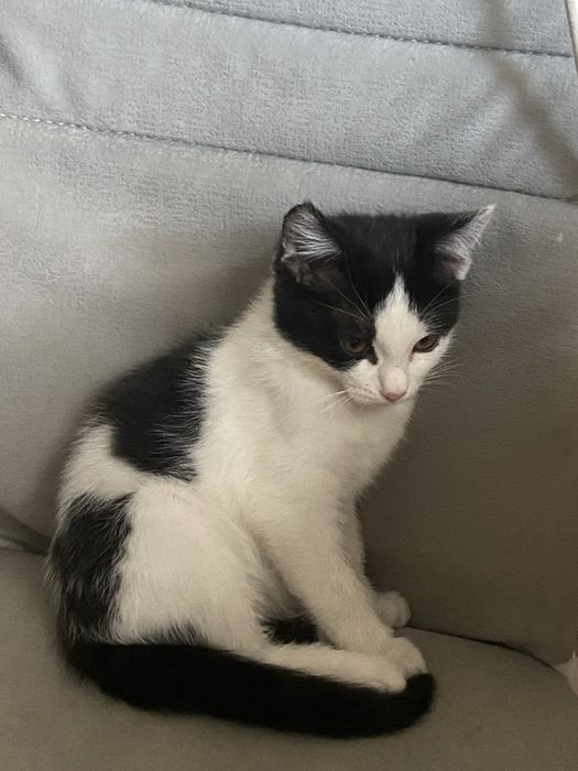 Котенок в добрые руки