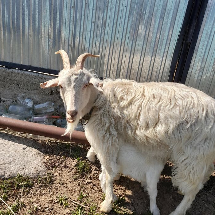 Альпийский Казёл и козы