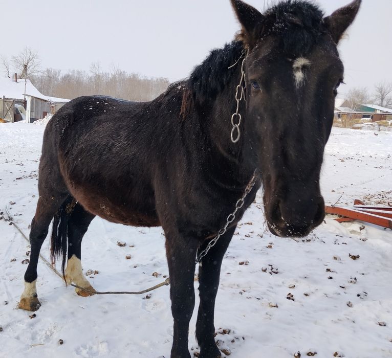 Продам Жеребеца 4 года