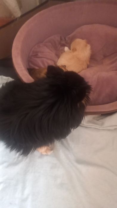 Шпиц немецкий щенки продажа