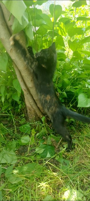 Отдается котенок в хорошие руки