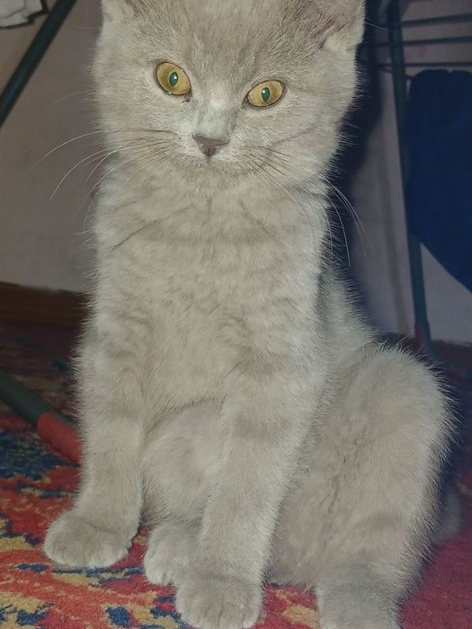 Damashni toza mushuk