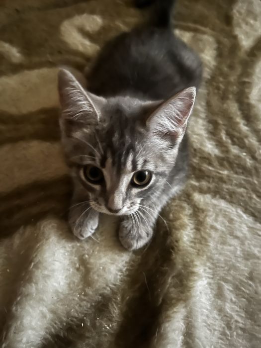 Котенок девочка бесплатно