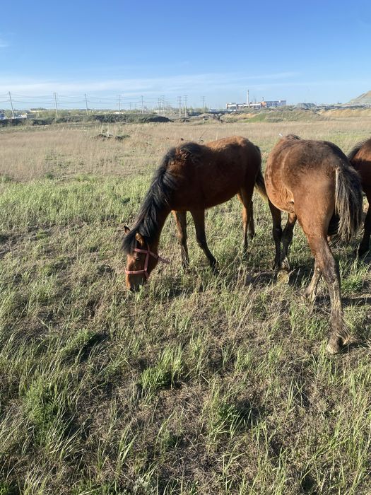 Продаю лашадей жеребята тайлар