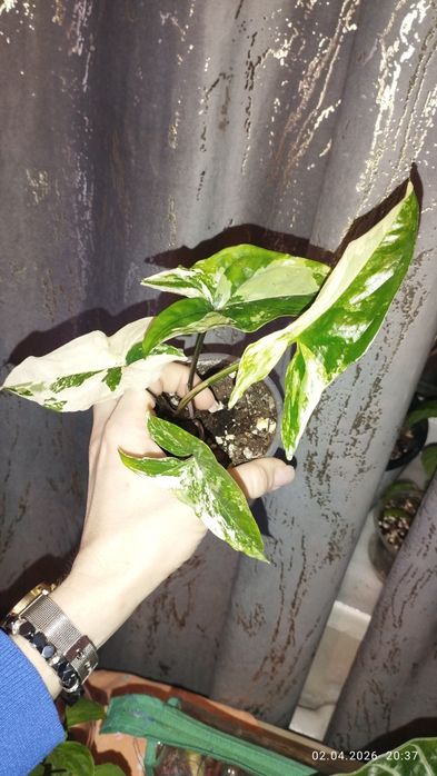 Продается Шикарный Сингониум Империал Вайт