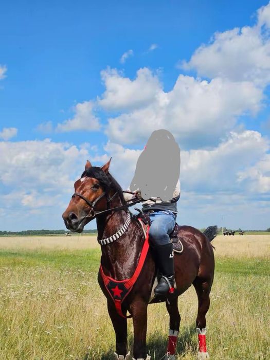 Продам жеребец орловский