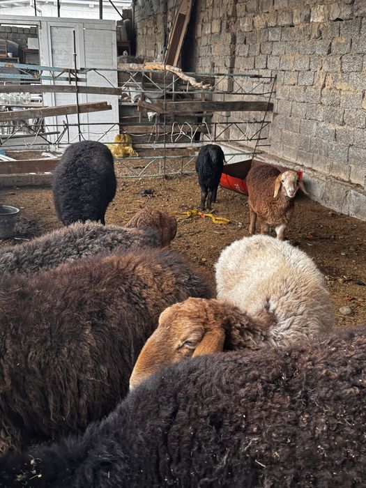 Husori qoylar sotiladi