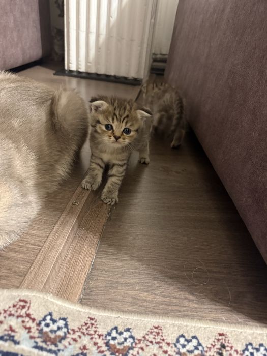 Продам котят шотладских вислоухих