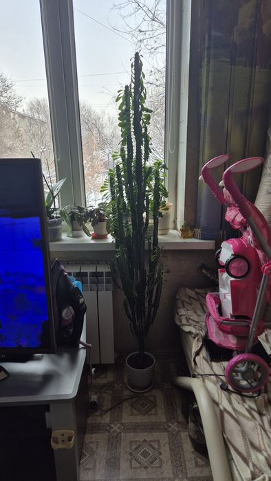 Молочай трёхгранный