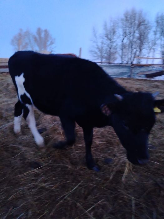 Продам телку молочную