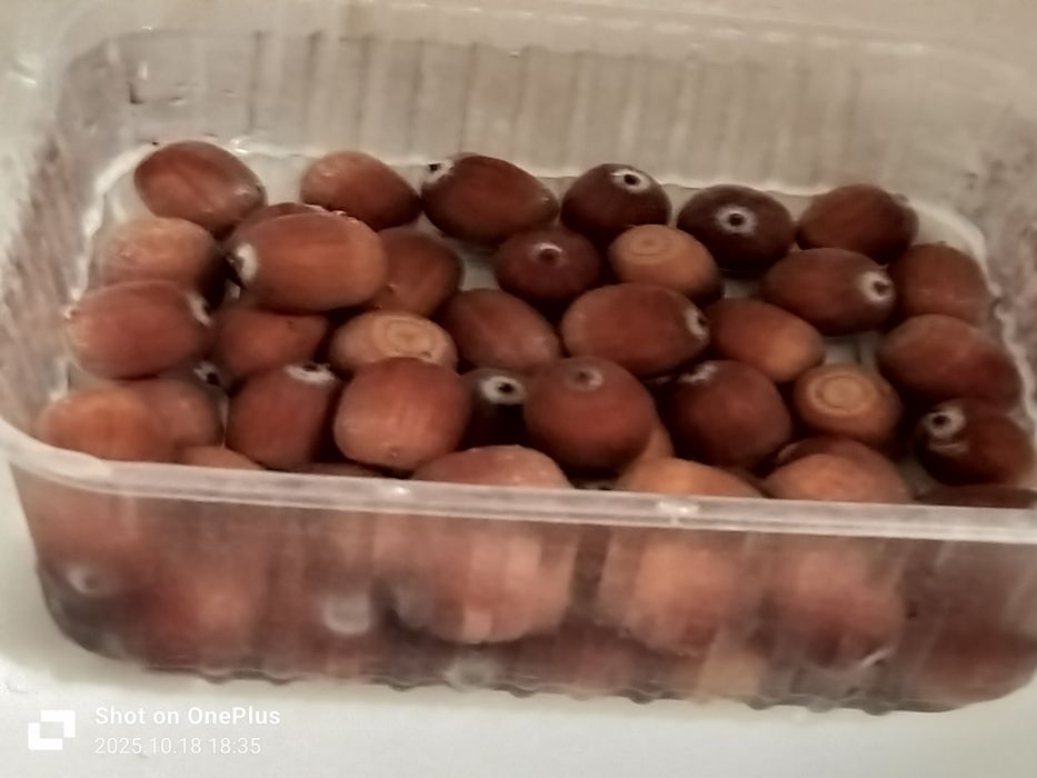 Продам жёлуди, дуб красный