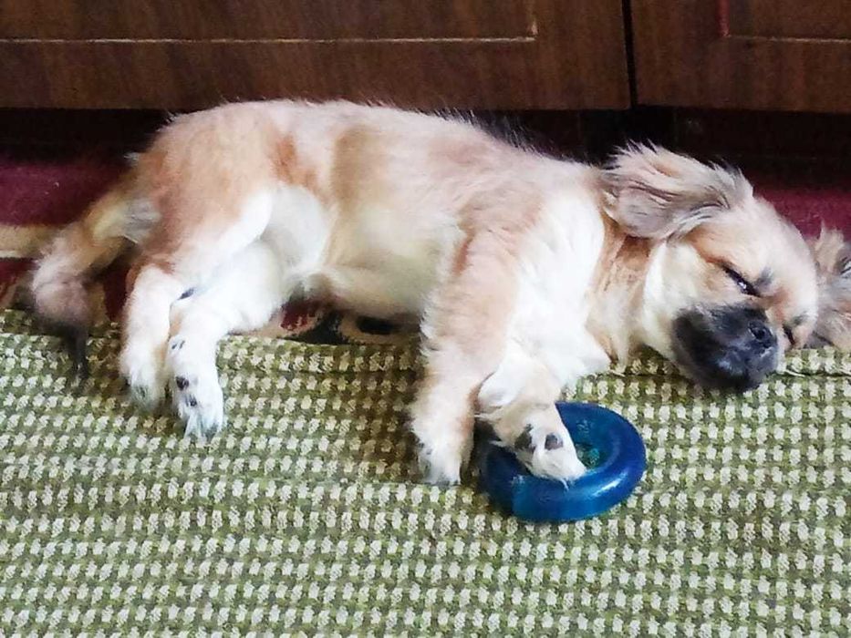 Красавец (щенок) породы "Пекинес"