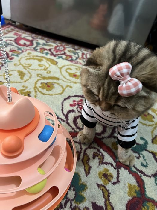 Одежда для кошек и собак