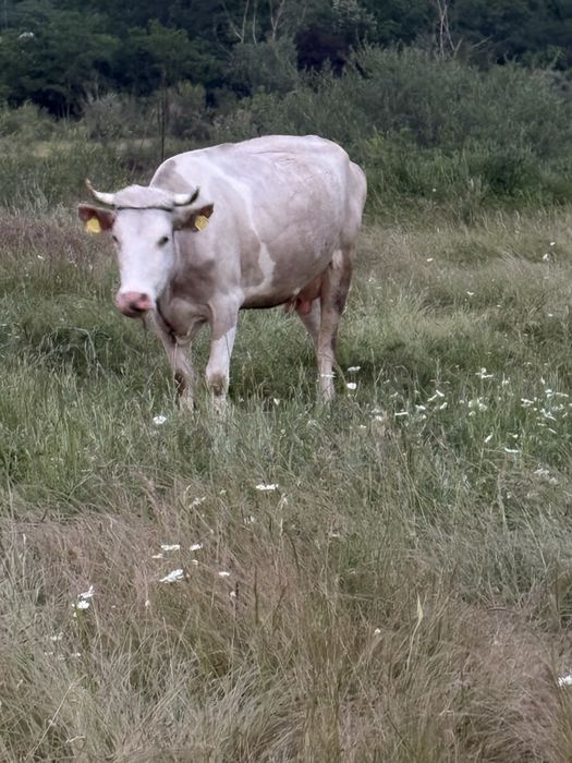 Vaca si vitel (tauras)